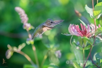 《鸟语》——李永嘉