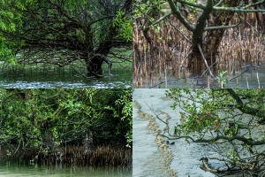 中山市“旖旎逸仙湾·魅力大湿地”摄影大赛获奖作品